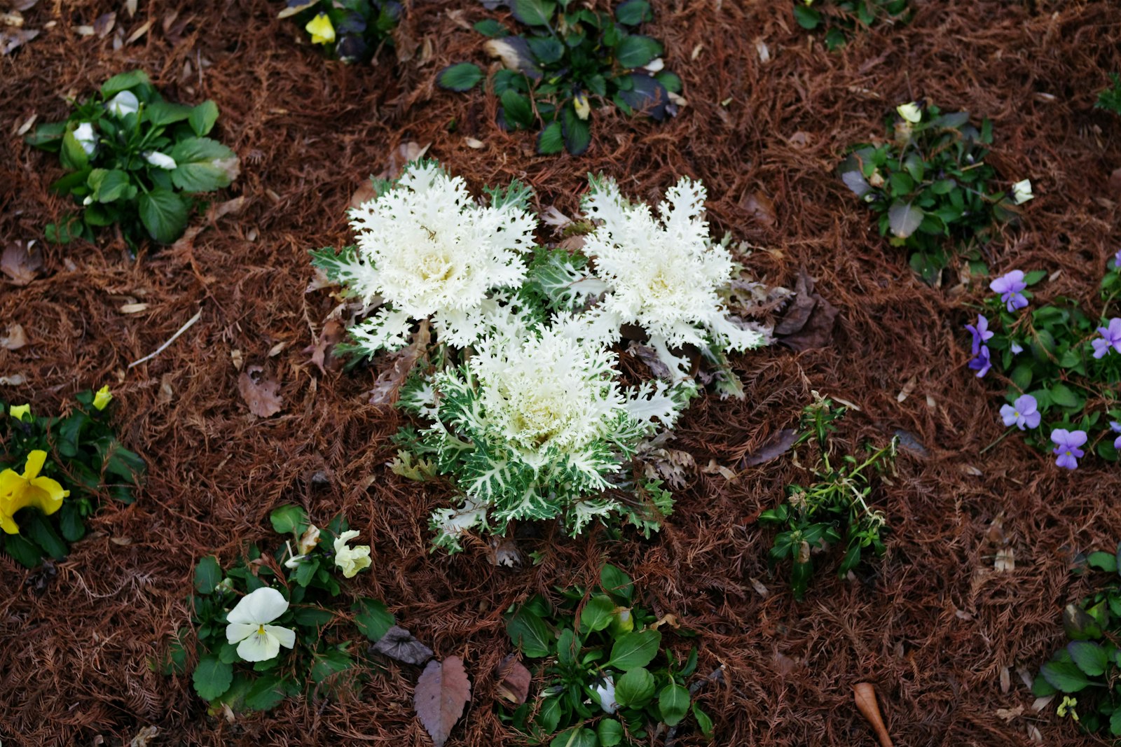 Front-yard flower bed mulched in dark hardwood with seasonal flowers.